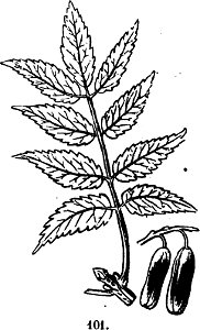 Trattato completo di agricoltura I fig075