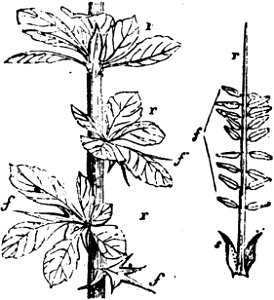 Trattato completo di agricoltura I fig031