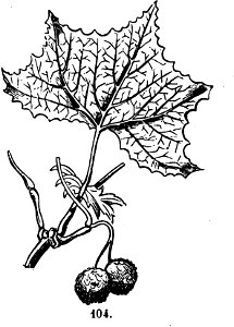 Trattato completo di agricoltura I fig078