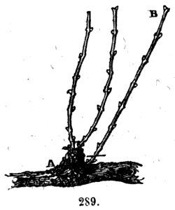 Trattato completo di agricoltura II fig094