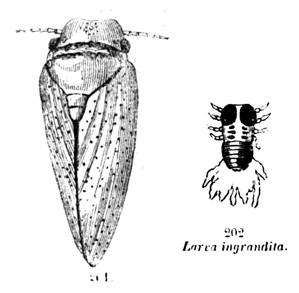 Trattato completo di agricoltura II fig017