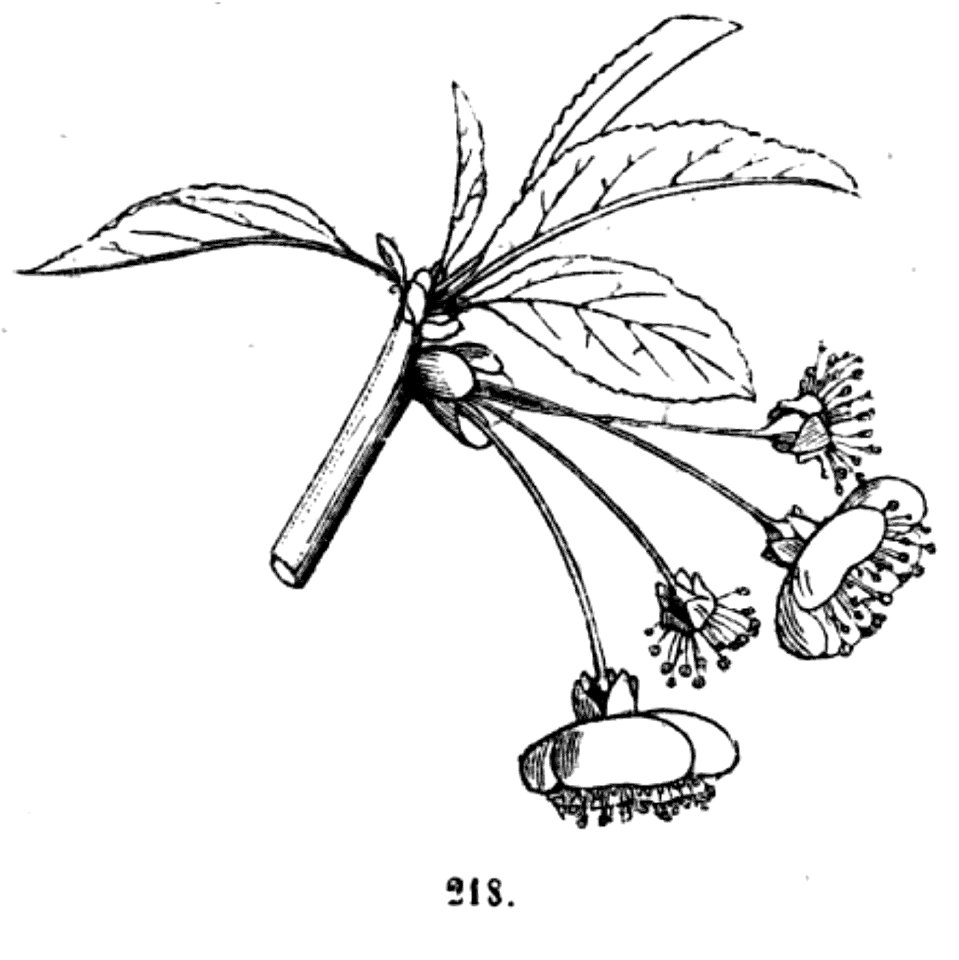 Trattato completo di agricoltura II fig031