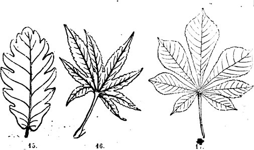 Trattato completo di agricoltura I fig014