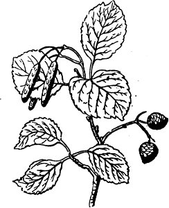 Trattato completo di agricoltura I fig067