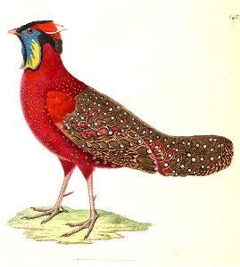 Tragopan satyra male 1838