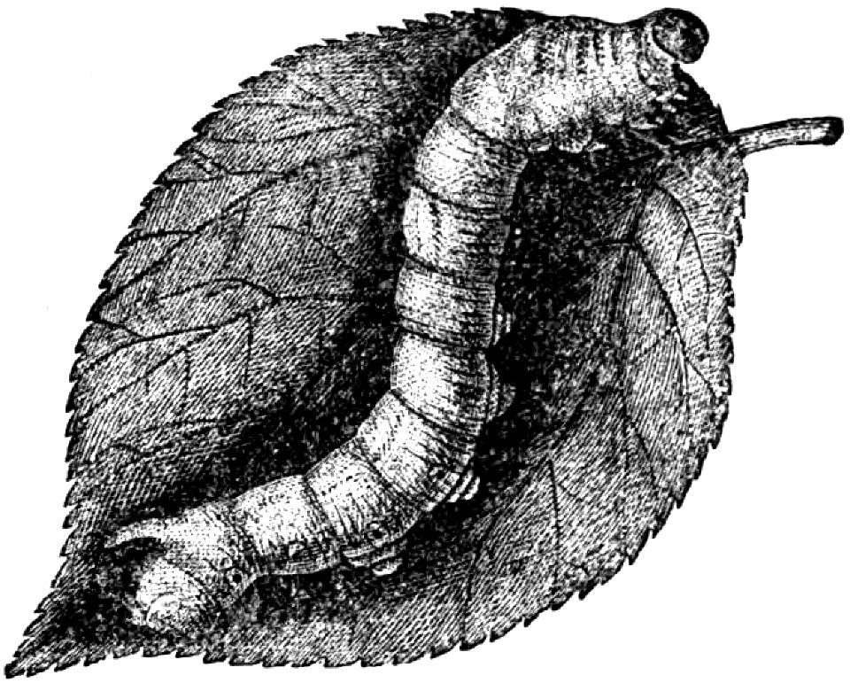 Trattato completo di agricoltura I fig128