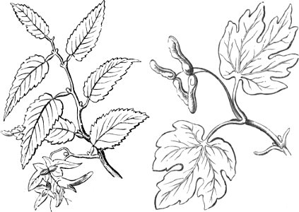 Trattato completo di agricoltura I fig072