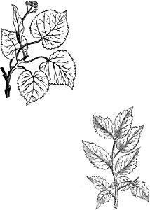 Trattato completo di agricoltura I fig070