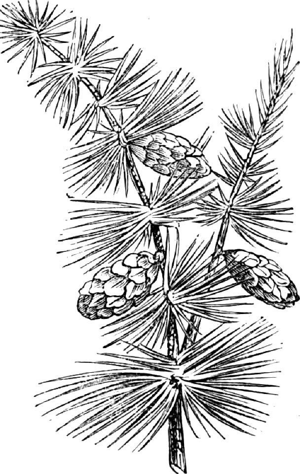 Trattato completo di agricoltura I fig081