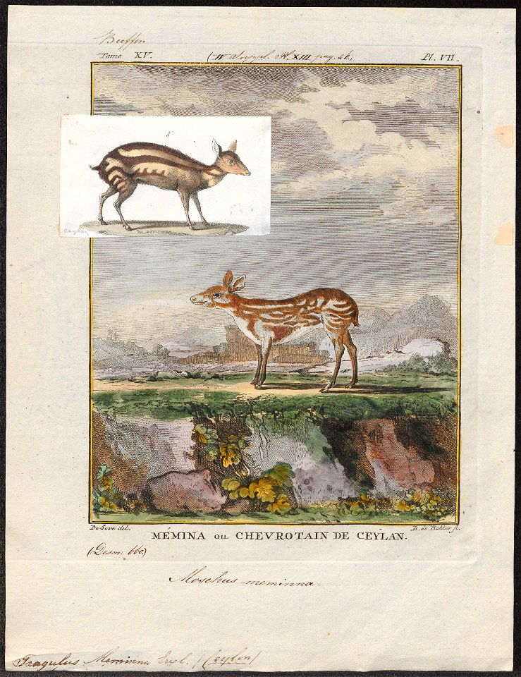 Tragulus meminna - 1700-1880 - Print - Iconographia Zoologica - Special Collections University of Amsterdam - UBA01 IZ21500176