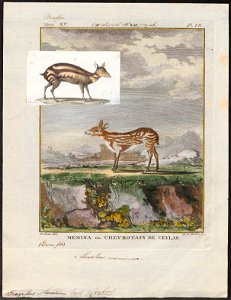 Tragulus meminna - 1700-1880 - Print - Iconographia Zoologica - Special Collections University of Amsterdam - UBA01 IZ21500176