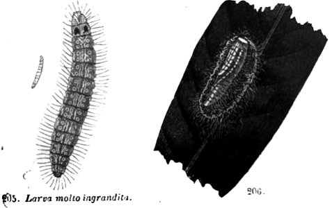 Trattato completo di agricoltura II fig021