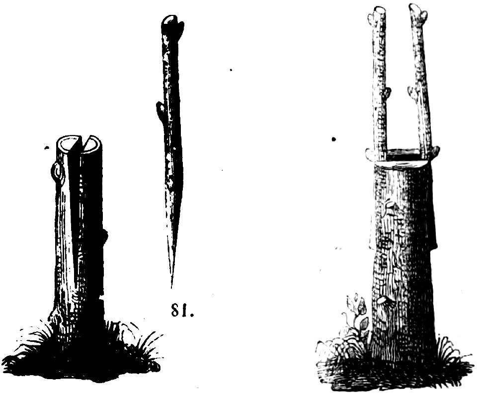 Trattato completo di agricoltura I fig057