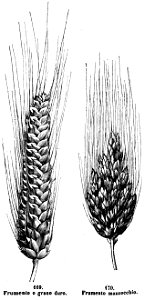 Trattato completo di agricoltura I fig132