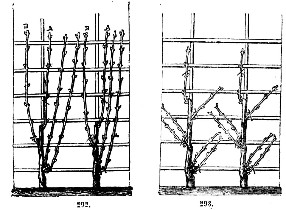 Trattato completo di agricoltura II fig096