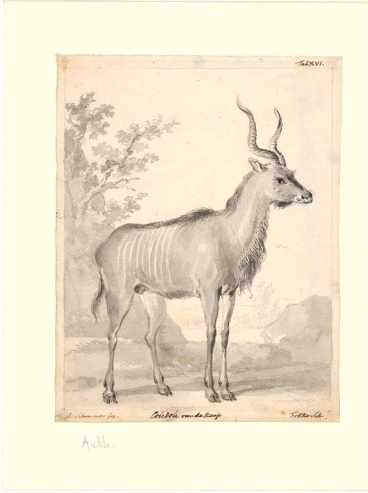 Tragelaphus strepsiceros - 1710-1792 - Print - Iconographia Zoologica - Special Collections University of Amsterdam - UBA01 IZA1000712