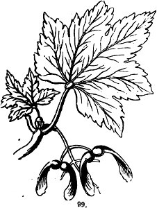 Trattato completo di agricoltura I fig073