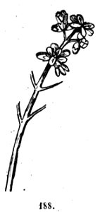 Trattato completo di agricoltura II fig009