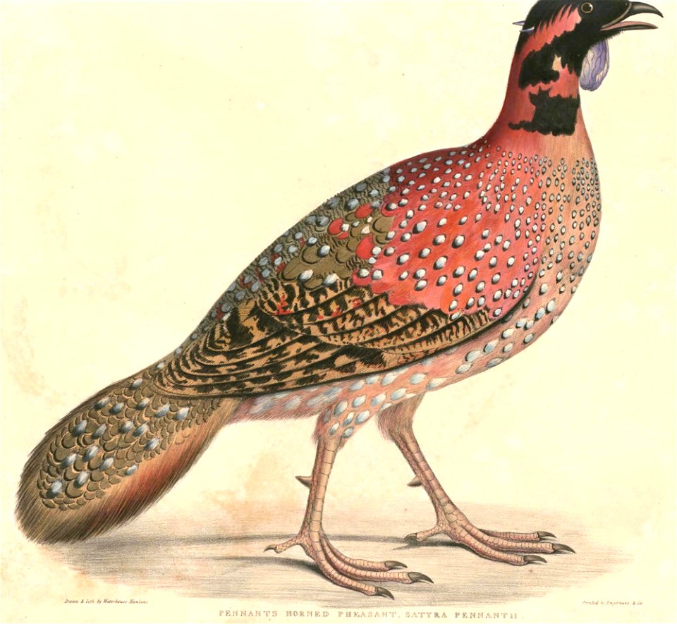 Tragopan satyra Hardwicke