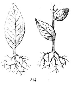 Trattato completo di agricoltura II fig114