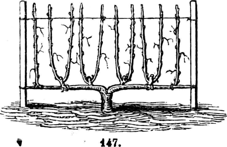 Trattato completo di agricoltura I fig114