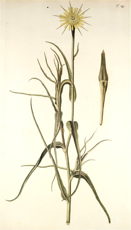 Tragopogon dubium