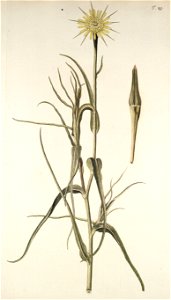 Tragopogon dubium