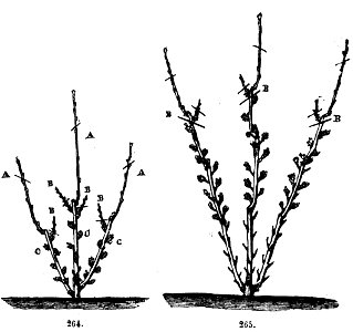 Trattato completo di agricoltura II fig074