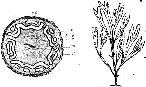 Trattato completo di agricoltura I fig036