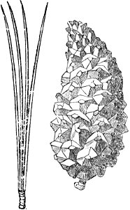 Trattato completo di agricoltura I fig084