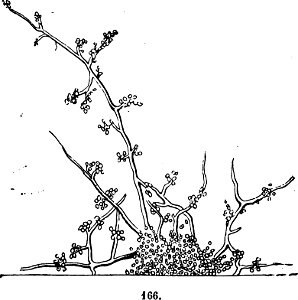 Trattato completo di agricoltura I fig130