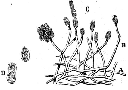 Trattato completo di agricoltura II fig098