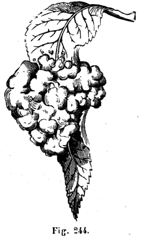 Trattato completo di agricoltura II fig056