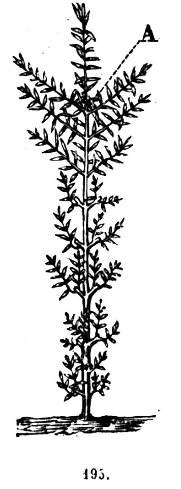 Trattato completo di agricoltura II fig014