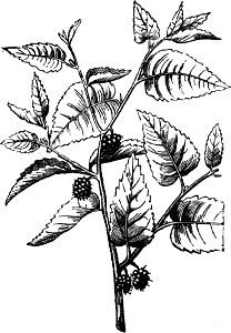 Trattato completo di agricoltura I fig123