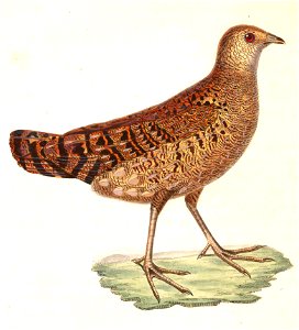 Tragopan satyra female 1838