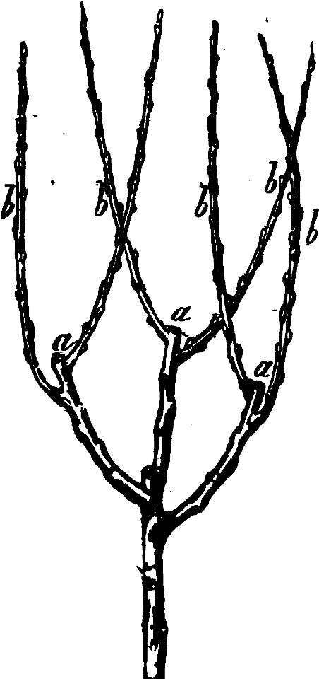 Trattato completo di agricoltura I fig126