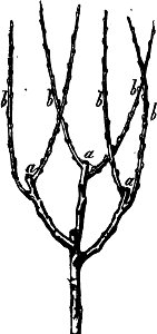 Trattato completo di agricoltura I fig126