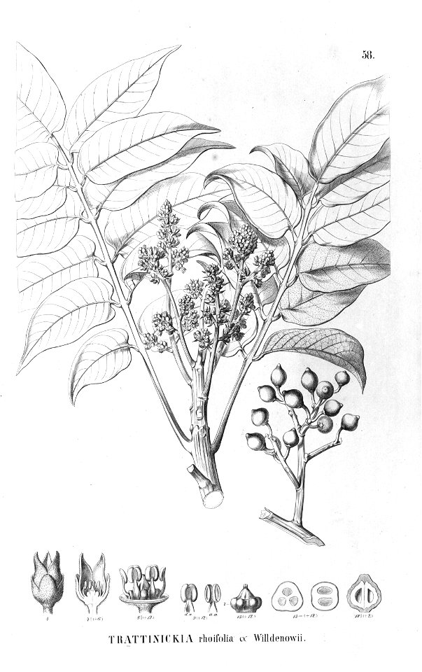 Trattinnickia rhoifolia Flora Brasiliensis 12 2 58