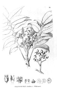 Trattinnickia rhoifolia Flora Brasiliensis 12 2 58