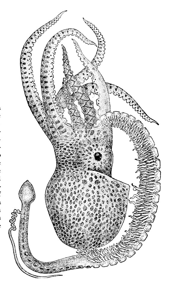 Tremoctopus violaceus5