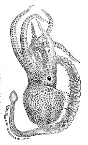 Tremoctopus violaceus5