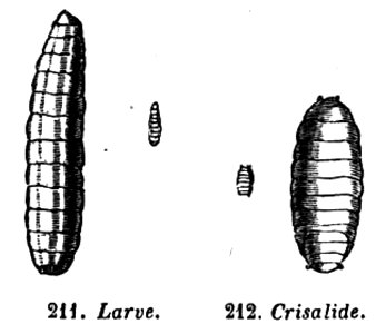 Trattato completo di agricoltura II fig026