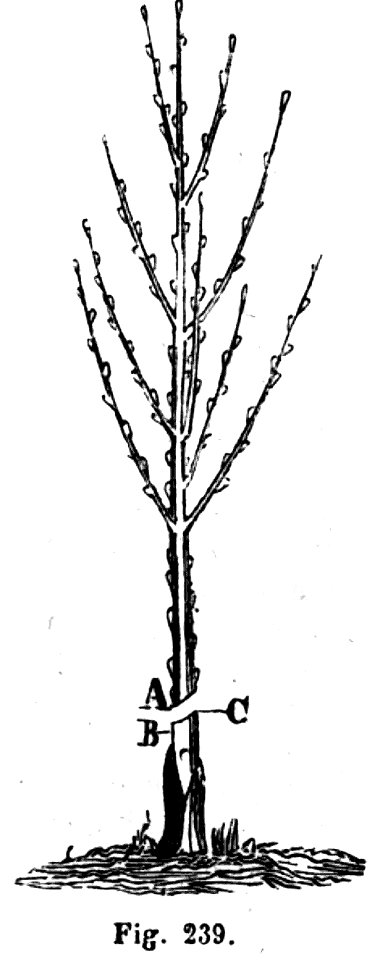 Trattato completo di agricoltura II fig051