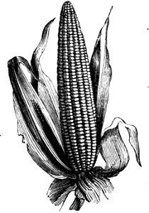 Trattato completo di agricoltura I fig137