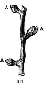 Trattato completo di agricoltura II fig030