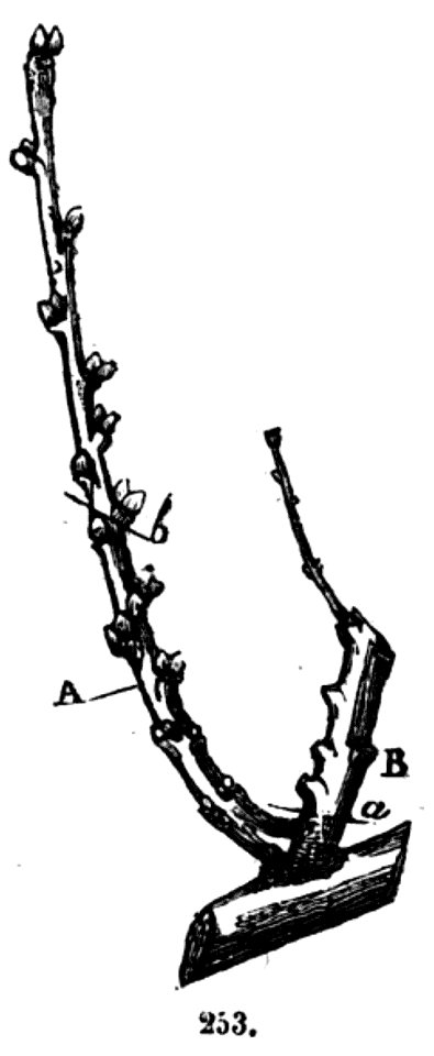 Trattato completo di agricoltura II fig063