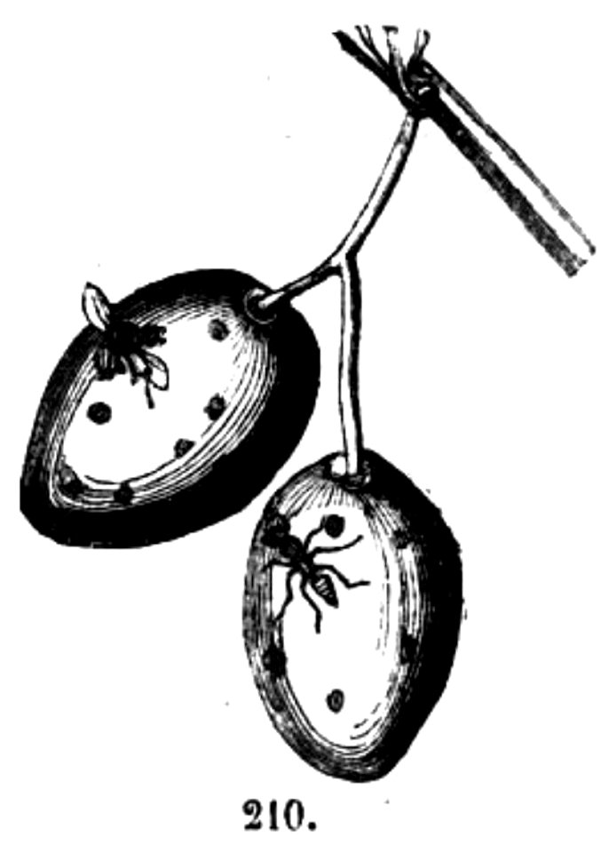 Trattato completo di agricoltura II fig025