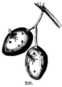 Trattato completo di agricoltura II fig025