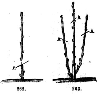 Trattato completo di agricoltura II fig073